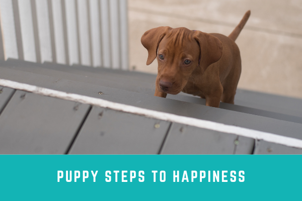 Puppy Steps to Happiness